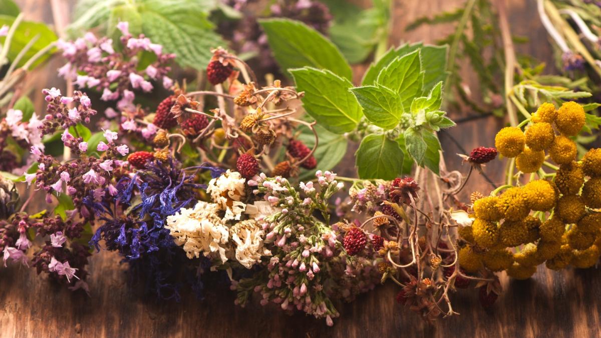 plante-medicinale-uitate-romania-sanatate-medicina-alternativa-rozmarina