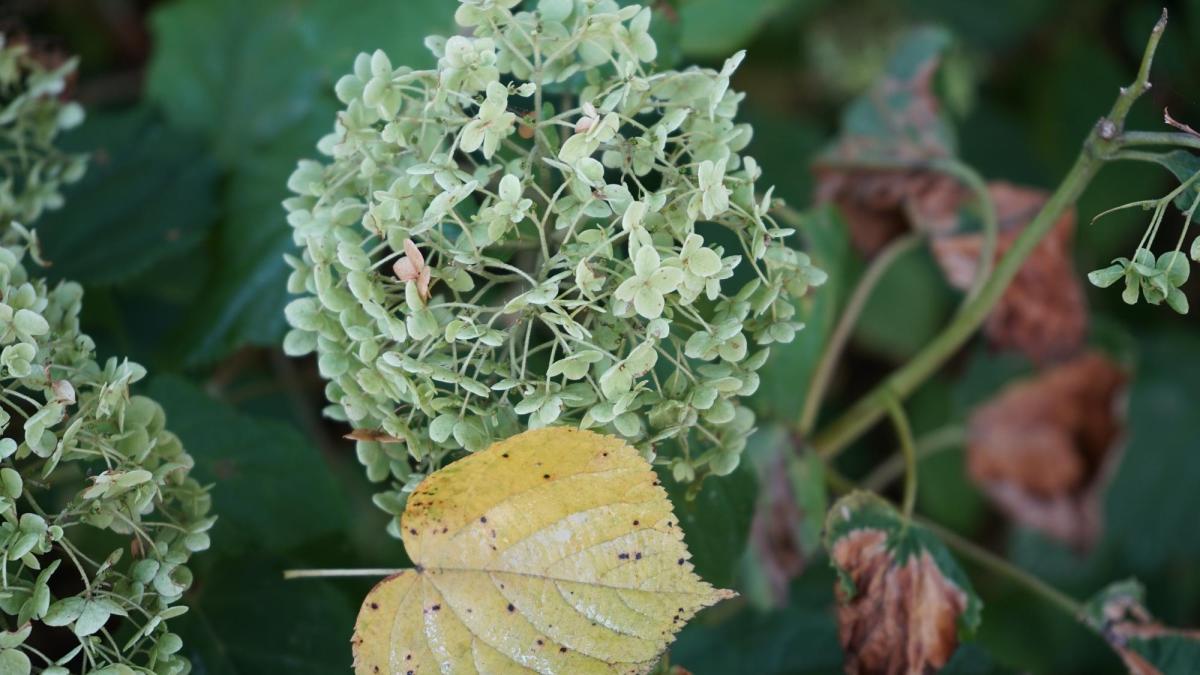 Rădăcina de angelică secretul natural al sănătății femeilor