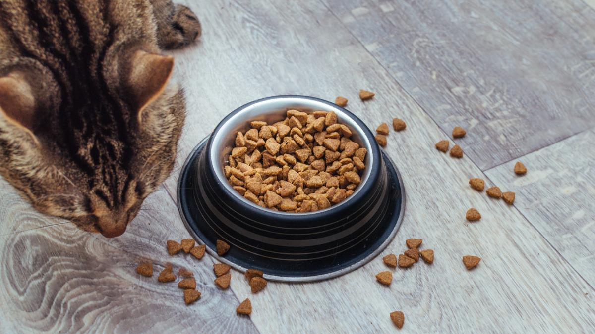 Ce trebuie să știi dacă ai pisică. Substanțele care provoacă cancer, descoperite în hrana umedă populară