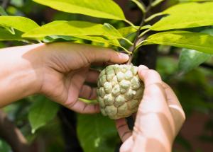 noni planta tropicala cu beneficii pentru sanatate si piele