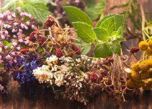 plante medicinale uitate cu beneficii puternice pentru rinichi sange sau tuse