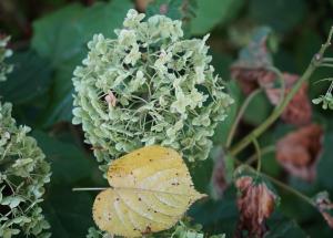 radacina de angelica secretul natural al sanatatii femeilor