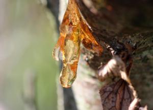 guma arborelui mastic beneficii pentru sanatatea intestinelor imunitate si inflamatie