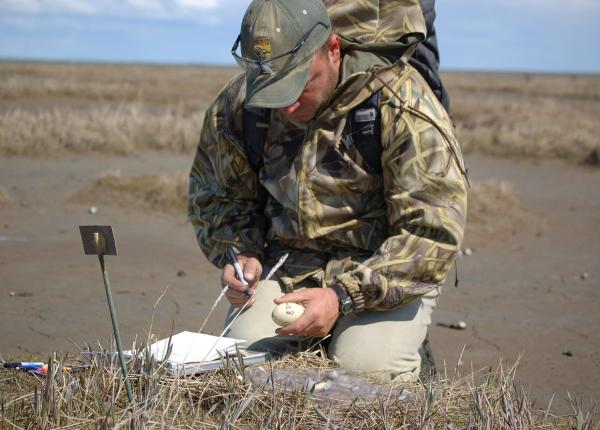 gripa aviara simptomele la om