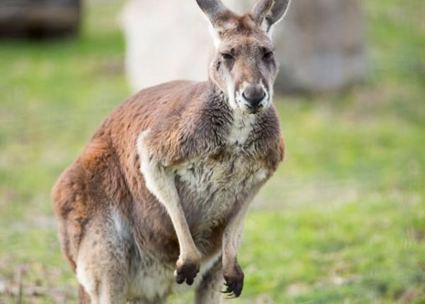 tendoane de cangur testate pentru inlocuirea ligamentelor umane