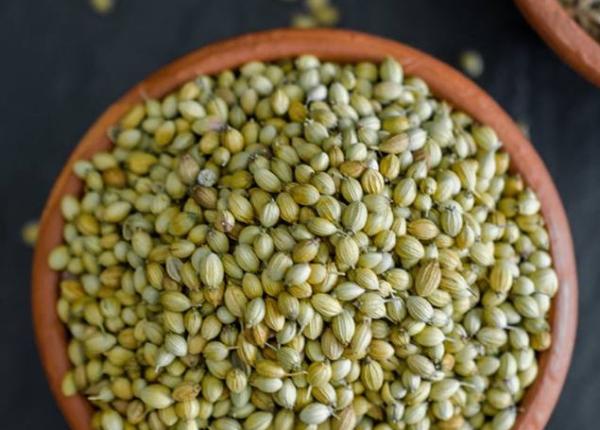 coriandrul o mirodenie miraculoasa