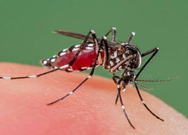 febra dengue cel mai mare focar din ultimii 15 ani in hong kong