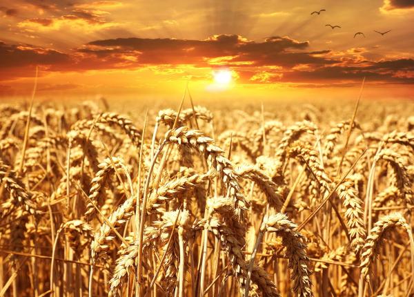 glutenul declan ator pentru psoriazis