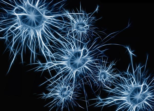 neuronii mace cercetatorii au descoperit un nou tip de celule nervoase