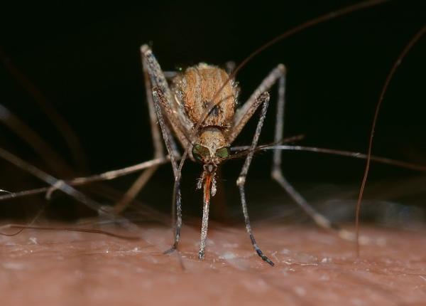 west nile 21 de persoane au murit in grecia