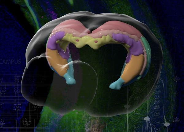 noua harta a regiunii creierului legata de boala alzheimer