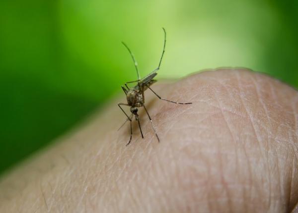 west nile bilan saptamanal inca 2 decese i 12 cazuri noi de infec ie