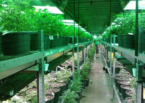 s a gasit alternativa la marijuana medicinala