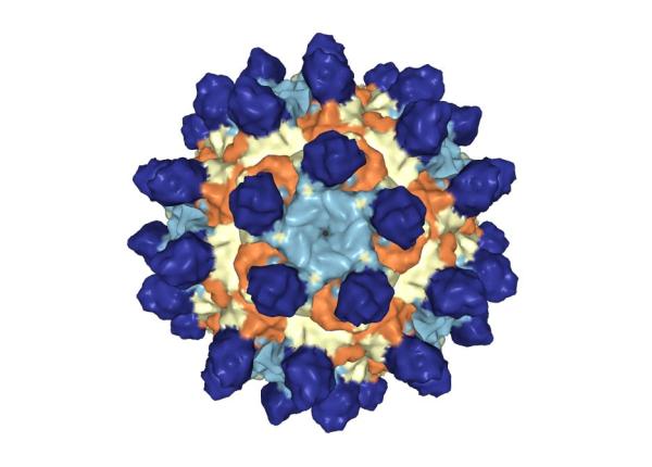 virus care ucide cancerul interviu exclusiv cu cei doi virusologi romani care l au descoperit
