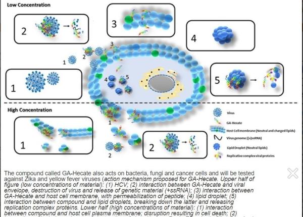 virusul hepatitei c eliminat cu o molecula sintetizata in laborator