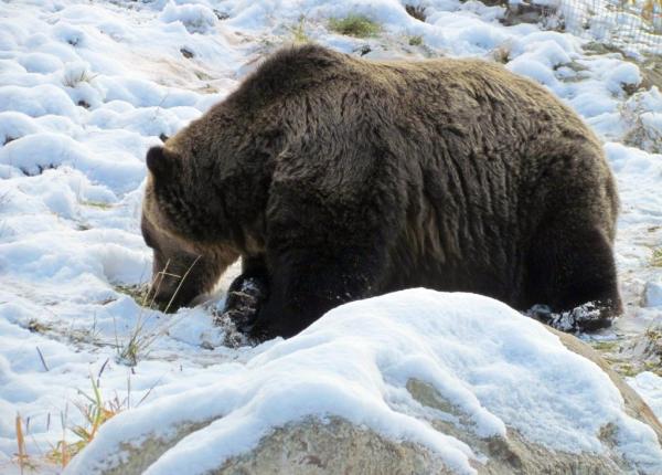 dsp harghita spitalele sa refaca stocurile de antirabic barbat atacat de urs acum 3 zile