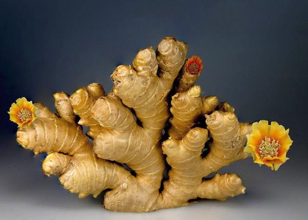 ghimbirul beneficiile lui bazate pe studii medicale