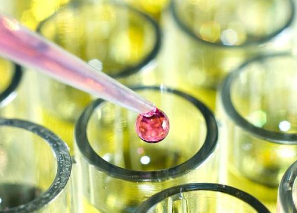 schinduf planta tineretii eterne