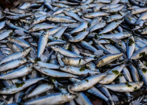 mucusul de pe te solu ie contra bacteriilor rezistente la antibiotice