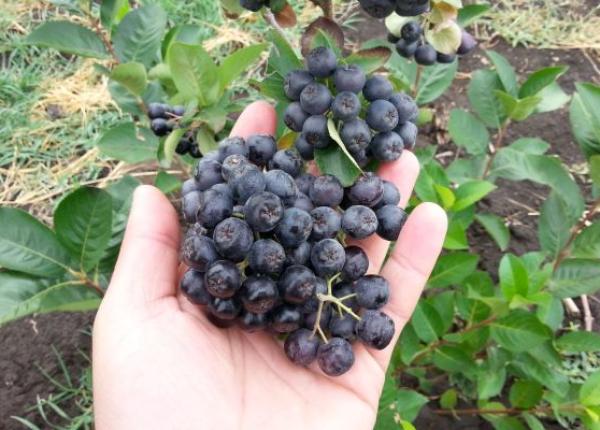 fructele aronia cea mai buna sursa de antioxidan i ramane intacta la temperaturi inalte