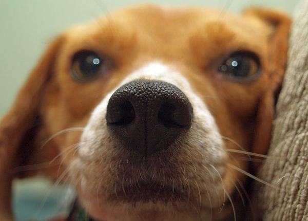 cainii beagle identifica cu exactitate cancerul pulmonar in probe de sange studiu