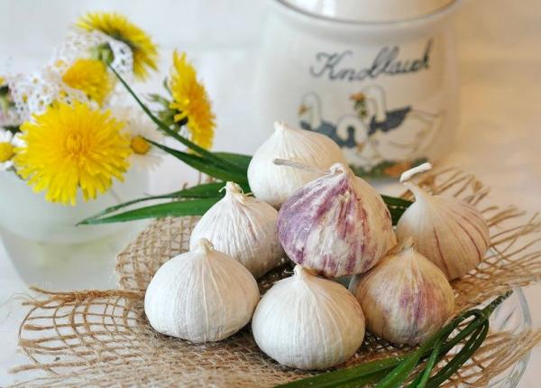 usturoiul poate reduce problemele de memorie date de imbatranire studiu