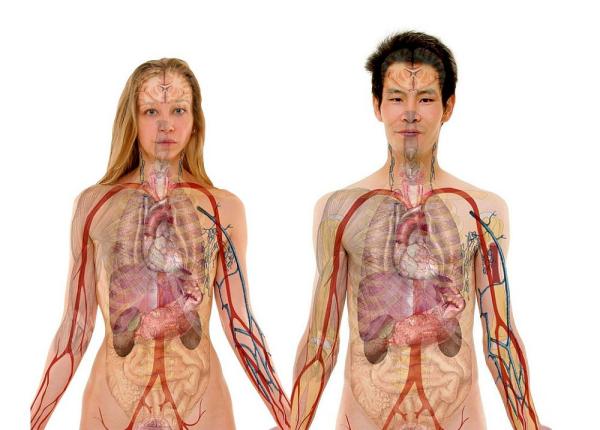 femeile i barba ii transgender risc de 4 ori mai mare de infarct