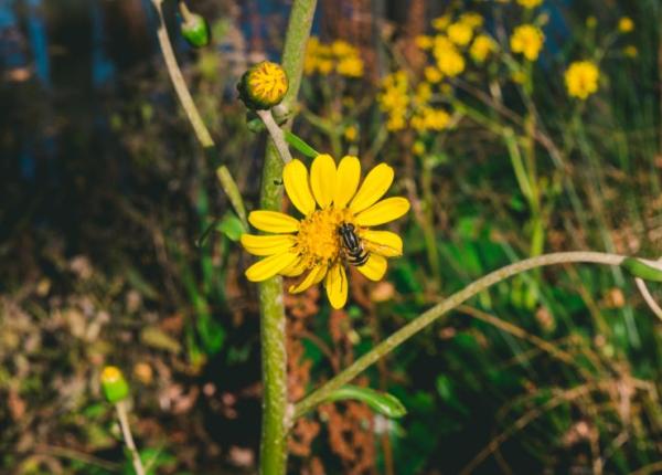 polen alergie in ce consta tratamentul