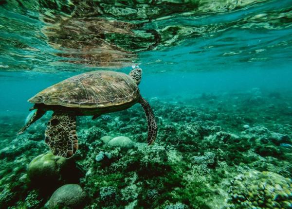 secretul ascuns in inima estoaselor cum ii ajuta pe oameni dupa infarct