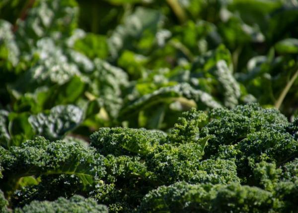 brocoli compusul care are proprieta i antitumorale explica ia cercetatorilor