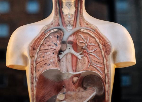 astmul cardiac boala in elatoare simptome cauze i tratament