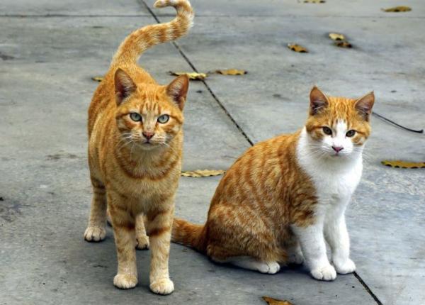 alergii factori declan atori 7 posibili alergeni