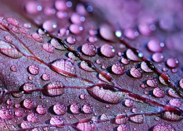 fructe i legume mov de ce boli ne protejeaza