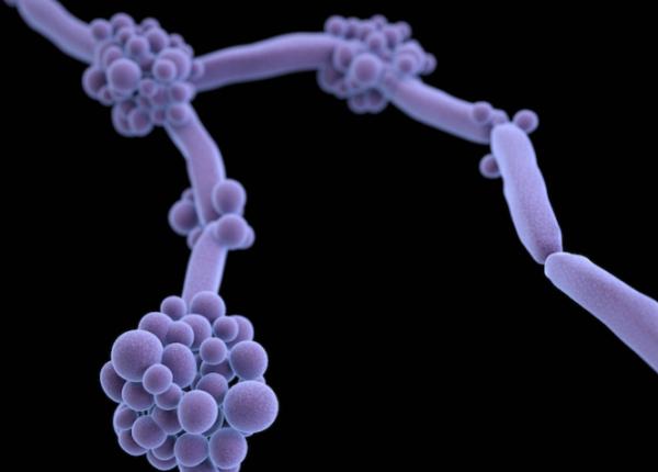 infec iile fungice rezistente tratate prin infometare sistemul imunitar le poate elimina