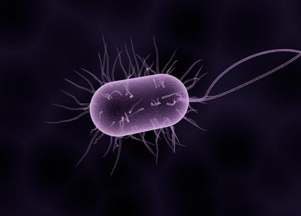 sistemul imunitar cum controleaza bacteriile in lipsa oxigeului