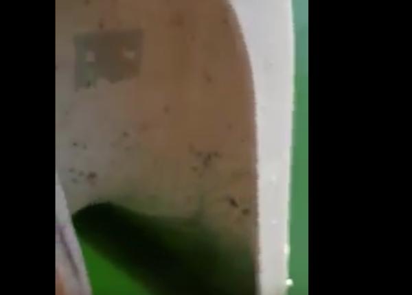 trand cu viermi i lipitori in re ita dsp cara severin a dat o amenda