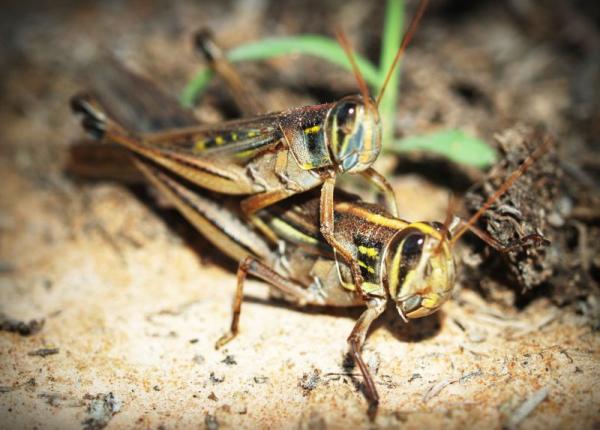 insectele noul super aliment de ce greierii lacustele i omizile ar fi bune de gatit