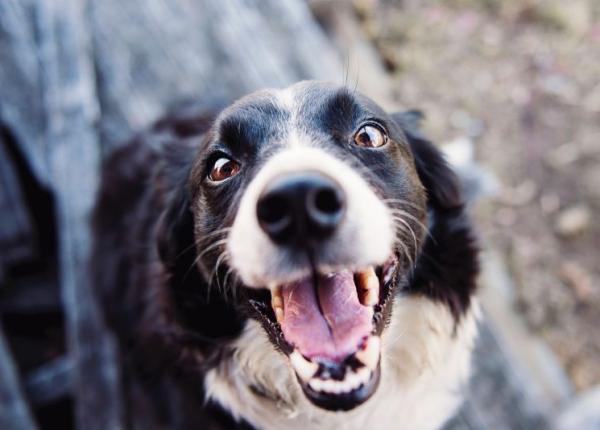 stres cum il alungi mangaind caini i pisici