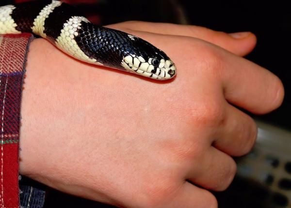 copil de 13 ani mu cat de o vipera serul antiviperin crucial in astfel de cazuri