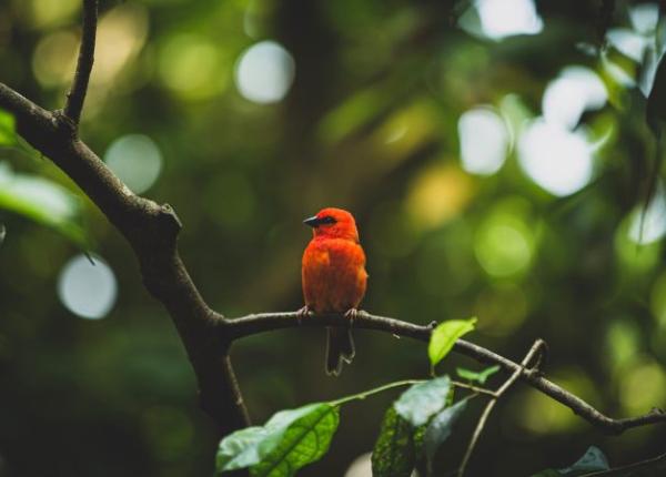 stres rezisten a dopamina ce putem inva a de la pasarile salbatice