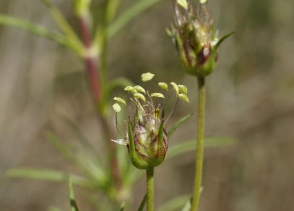 efecte antioxidante i antiinflamatoare ale unei plante descoperite in romania