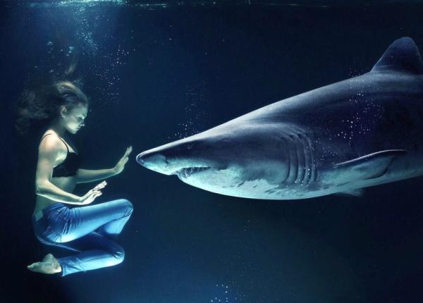 oasele i cartilajele rechinilor cheia vindecarii osteoporozei