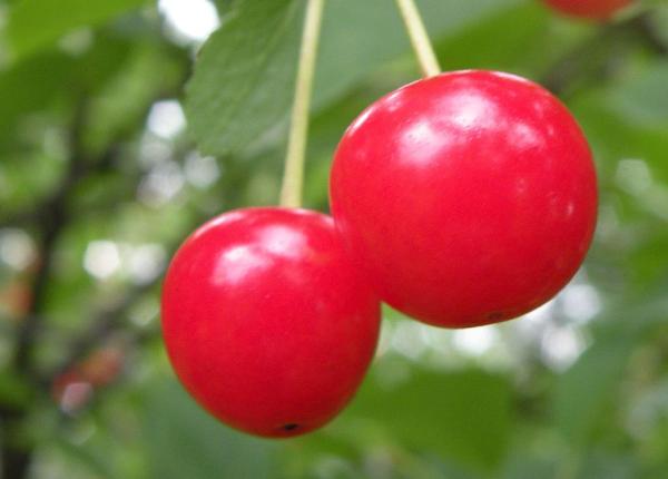 sucul de cirese imbunata e te memoria i calitatea somnului