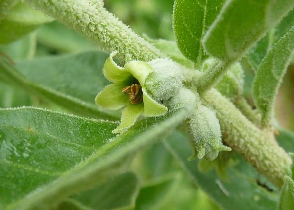 diabet efectele nebanuite ale unei plante indiene incapsulata