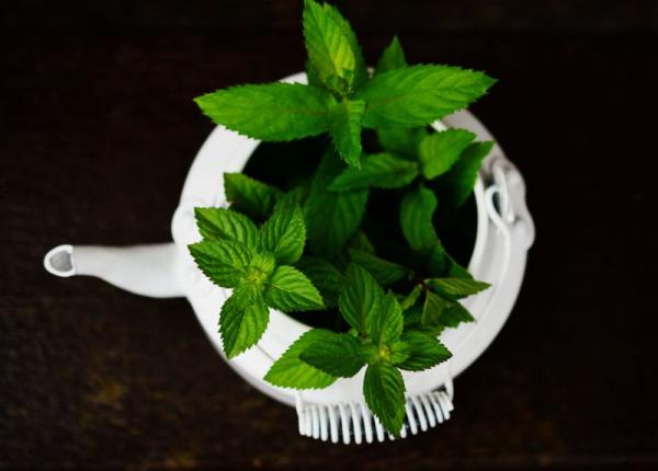 menta la ce e folosita i ce efect are asupra bacteriilor alimentare