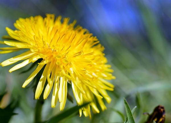 papadia ce efecte benefice are cu adevarat i cand apar reac iile adverse