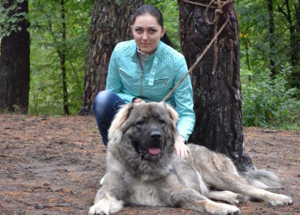 cainele animalul de companie care te fere te de boli de inima international dog day 2019