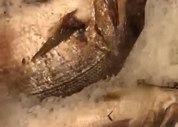 anpc bilant 2019 tone de peste stricat si amenzi sute de mii de lei in hypermarketuri