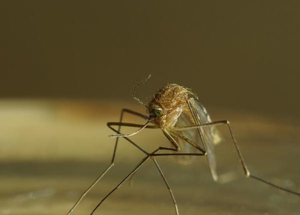 febra dengue mexic 120 de decese pana acum epidemie in nepal