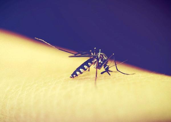 boli infec ioase 4 cazuri cu west nile in jude ul tulcea